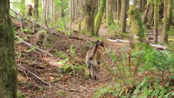 大狗通过苔藓树木在华盛顿州移动 — 图库视频影像