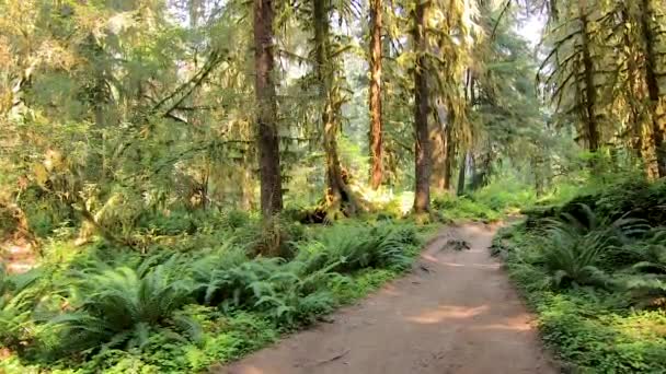 Ser från smuts sökväg in mossa täckt skog topp — Stockvideo