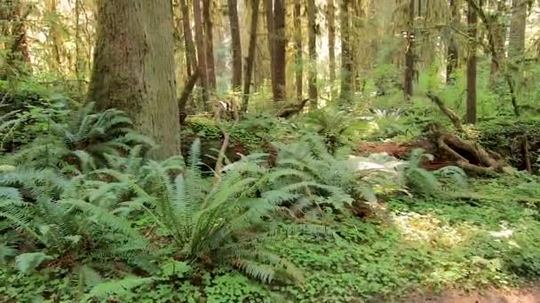 Helechos bajo un brillante bosque cubierto de musgo en temporada de verano — Vídeos de Stock