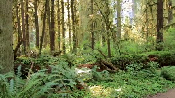 Paneo a un lado sobre helecho forestal cubierto piso y enfermeras troncos — Vídeo de stock