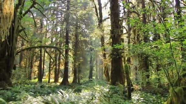 Ljusa ljus och djupa skugga i hoh rainforest — Stockvideo