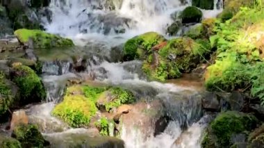 bir yağmur ormanı şelale kaydırma