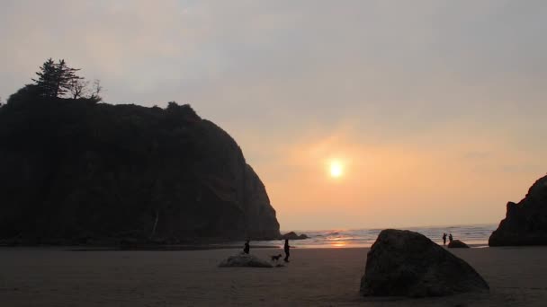 Pasear en una playa con un perro — Vídeo de stock