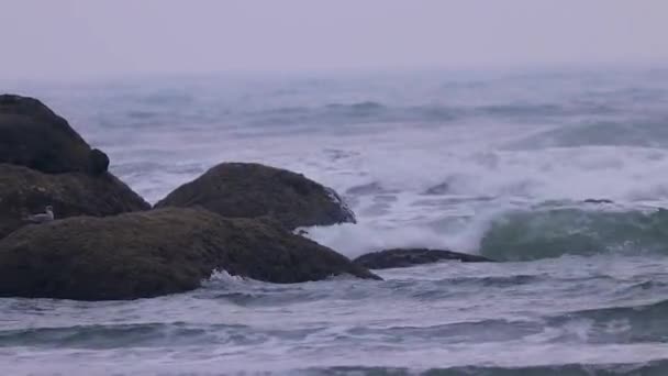 Волны Бьющиеся Скалы Чаями — стоковое видео