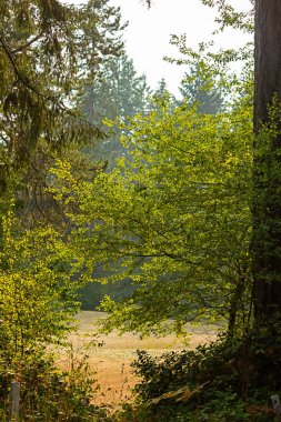 derin yeşil ağaçların arasındaki ışık yolunu