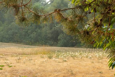 çam kozalakları alanın üzerinde ağaç dalları üzerinde