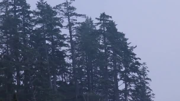 ドリフトの木とビーチで森林に覆われた崖の端 — ストック動画