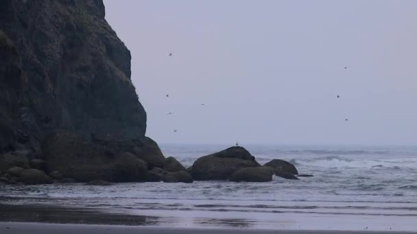 Möwen fliegen um einen Strand — Stockvideo