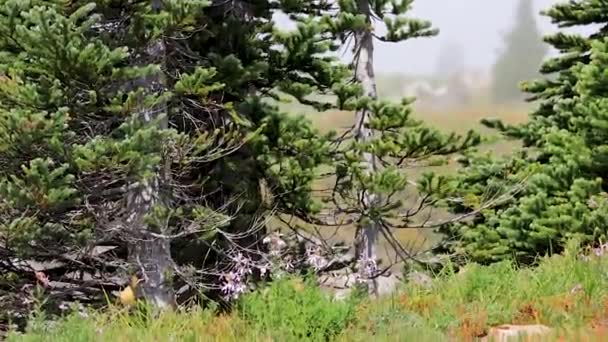 Fiore di montagna nel vento — Video Stock