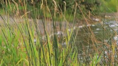 breese sallanan çimen