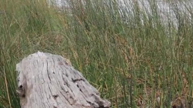 ahşap günlükten gölüne kaydırma