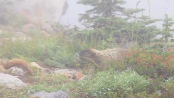 Marmotte che giocano in erba di montagna alta — Video Stock