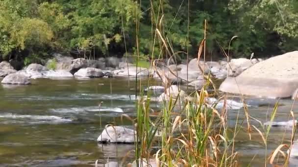Hierba silvestre alta en una orilla del río — Vídeo de stock