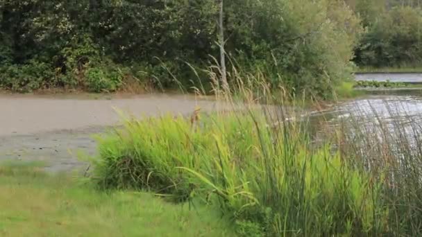 Riberas de un lago con hierba alta — Vídeos de Stock