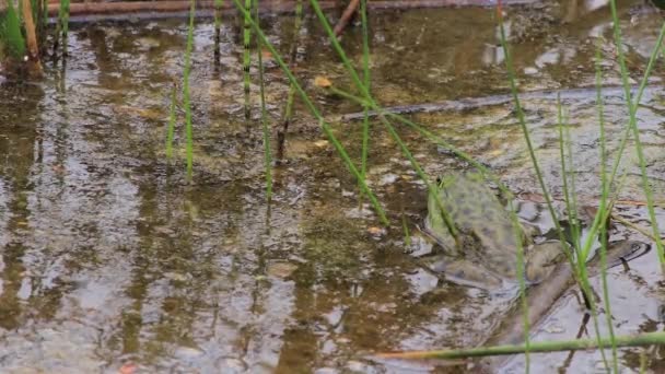 Grenouille reposant dans un lac — Video