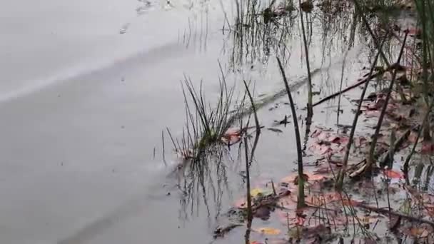 Cañas en ondulaciones en agua de estanque — Vídeos de Stock