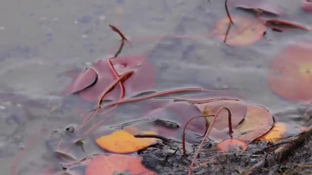 Agua sobre hojas rojas y naranjas — Vídeo de stock