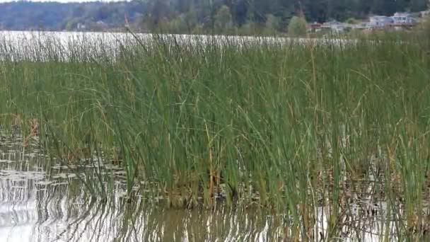 Cañas Reflejadas Las Pequeñas Olas Tranquilas Lago Parque Estatal Washington — Vídeo de stock