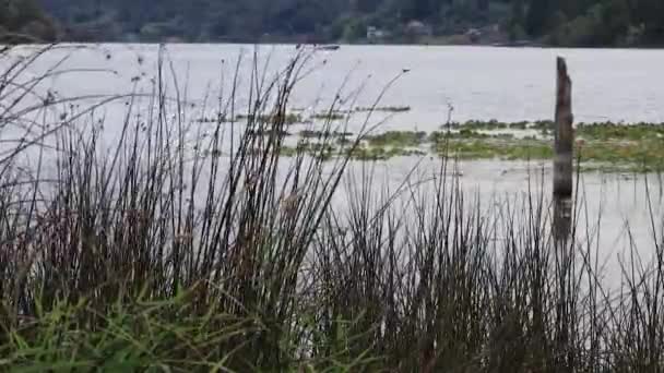 Lancha no fundo com palhetas verdes e gramíneas soprando no vento — Vídeo de Stock