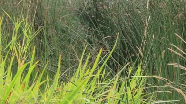 Lange rivier grassen waait in de wind op wazige dag in de zomer — Stockvideo