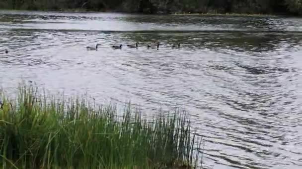 カナダのガチョウの緑の岸に草の成長の湖の水に浮かぶ — ストック動画