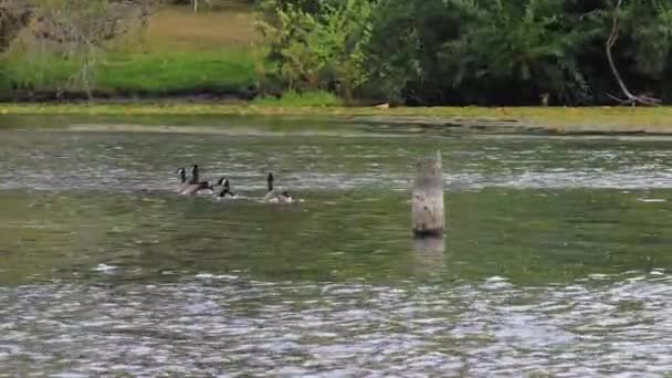 Se hincha en el agua a lo largo de la orilla del lago con gansos canadienses flotando juntos — Vídeos de Stock