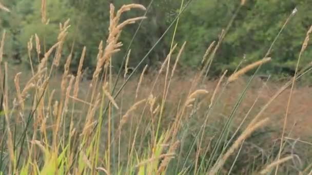 Sommets d'herbes hautes le long d'un lac le jour brumeux à Washington — Video