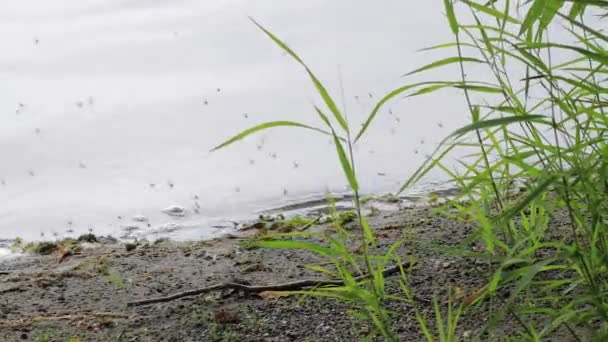 Moskitos fliegen an trüben Abenden über das Wasser am Ufer des Sees — Stockvideo