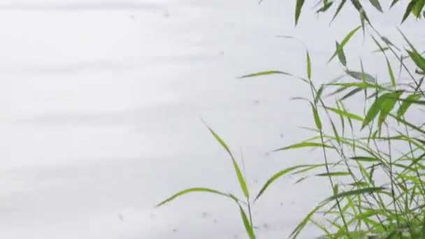 Muggen vliegen over het water langs de oever van het meer op wazige kustlijn — Stockvideo