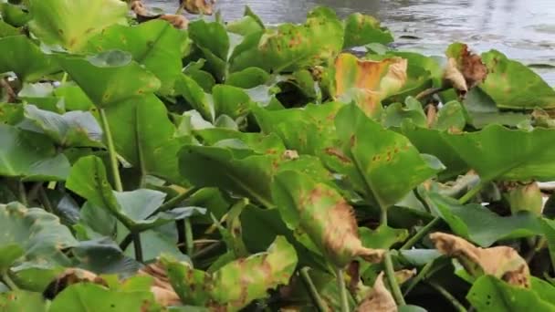 Leuchtend grüne Blätter und reflektierendes Sommerwasser mit schwimmenden Lilien — Stockvideo