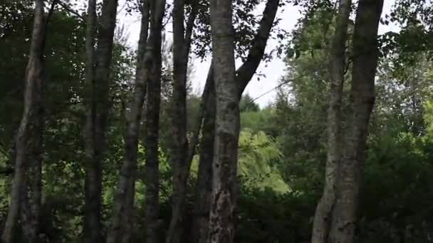 Vent soufflant le long de l'aspin debout dans une file d'attente lors d'une soirée d'été à Washington — Video