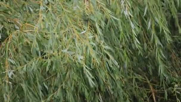 Hafif söğüt ağacından uzun iplikçikleri yaz aylarında Esen meltem — Stok video