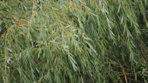 Angin kencang meniup untaian panjang dari pohon willow di musim panas — Stok Video