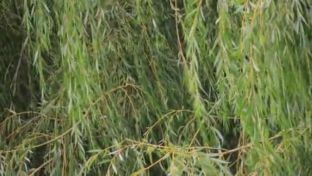 Branches of willow tree blowing in wind in summer season — Stock Video