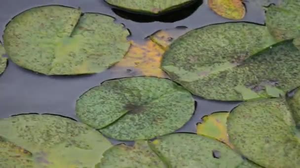 Panning over bobbing lilypads on summer water on hazy day — 图库视频影像