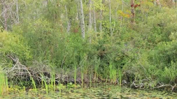 Vent soufflant sur les feuilles et les arbres se tenant sur le lac en été — Video