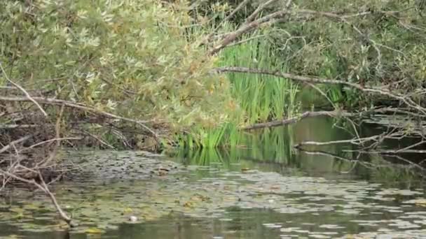 Lilypads bajo ramas de hojas verdes y viento en temporada de verano — Vídeos de Stock