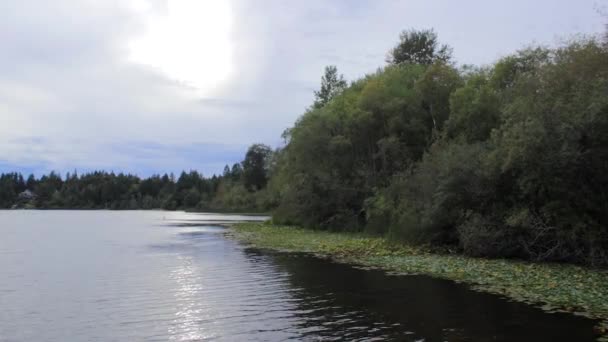 Kustlijn op wazige dag langs meer met lilypads en groene beboste kustlijn — Stockvideo