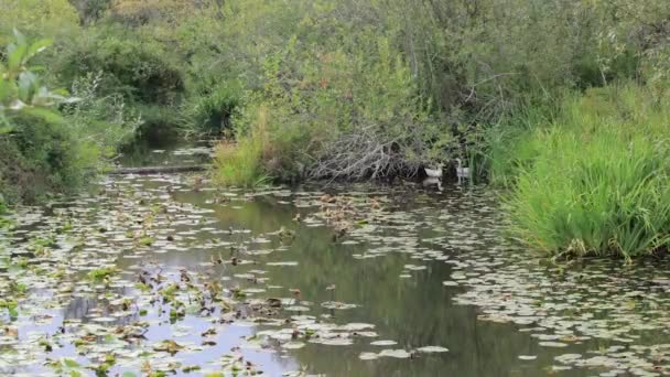 Hohe Gräser beherbergen im Sommer zwei weiße Enten am See — Stockvideo