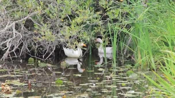Крупным планом двух белых уток, прячущихся в высокой зеленой траве на озере — стоковое видео