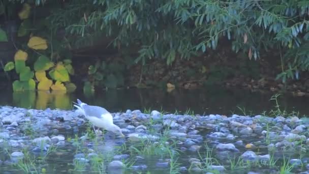 Чайка на тихому північно-західному річковому ліжку, що збирає мертвий лосось — стокове відео