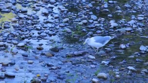 Seagull tugging at carcass in shallow water on washington river — Stock Video