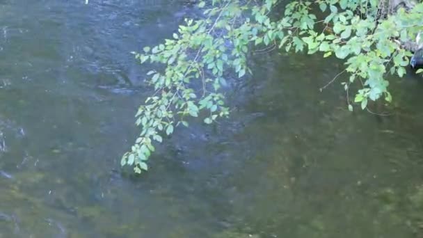 Zweig eines grünen Spätsommerbaums hängt über fließendem Wasser im Fluss — Stockvideo