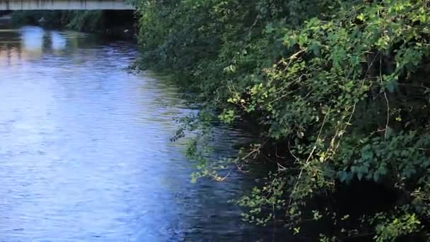Пізня літня ялинка, що звисає над течією води в річці з тінями на воді — стокове відео