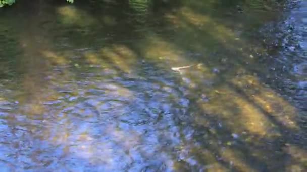 Salmon carcass floating down slow river — Stock Video