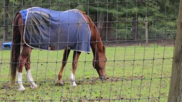 Nyáron legeltetés, zöld füvön, barna ló — Stock videók
