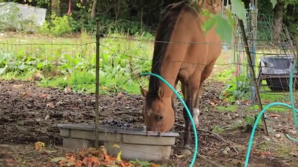 Brązowy koń pije się stare wiaderko z wężem w pobliżu — Wideo stockowe