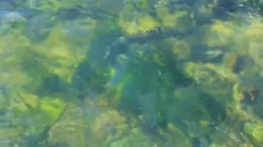 su dalgalanan ve kum ve kaya üzerinde sallayarak