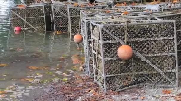 Oyster cages sit under tree in washington at oyster farm along shoreline — Stock Video