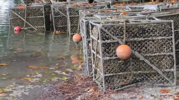 Austernkäfige sitzen unter Baum in Washington auf Austernfarm am Ufer — Stockvideo